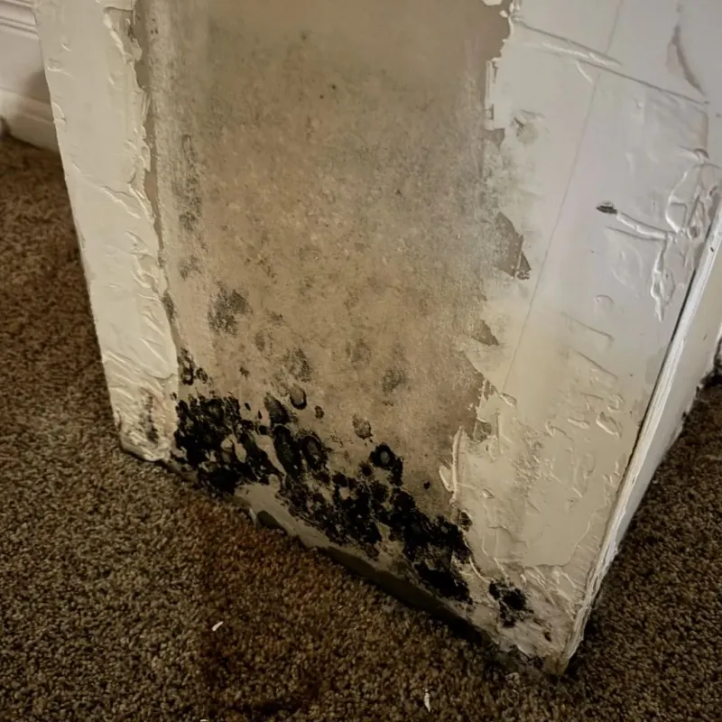 Professional Mold Removal in Cherryvale, KS